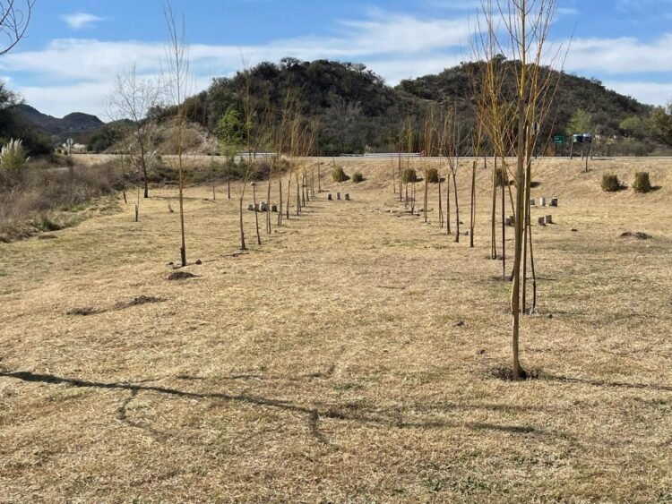 Plantaron árboles en el dique Cruz de Piedra con ejemplares de producción propia