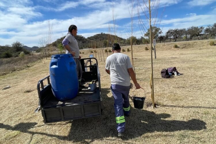 Plantaron árboles en el dique Cruz de Piedra con ejemplares de producción propia