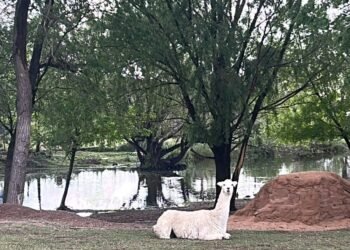 La Granja Productiva Demostrativa ‘Cruz de Piedra’ sumó una llama a su establecimiento