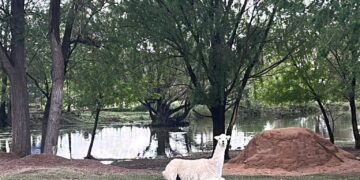 La Granja Productiva Demostrativa ‘Cruz de Piedra’ sumó una llama a su establecimiento